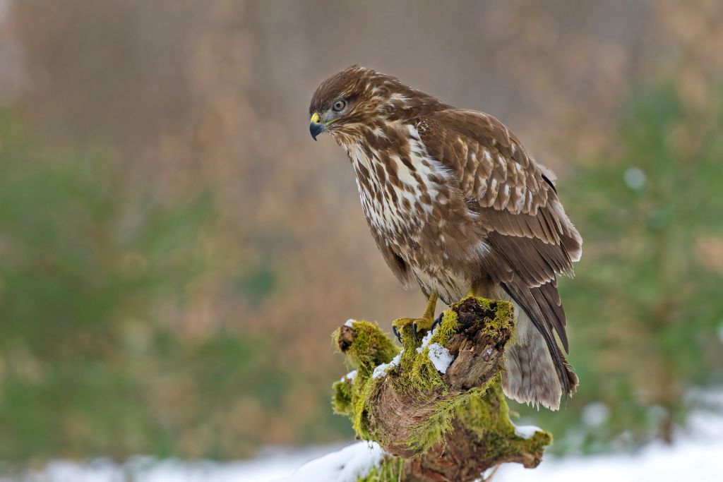 Common Buzzard in winter time, standing on a tree stump