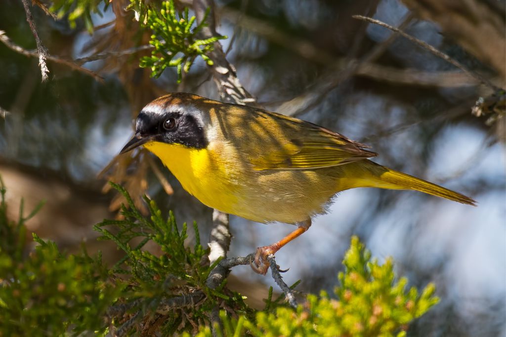 Common Yellowthroat standing on a tree branch in the wild