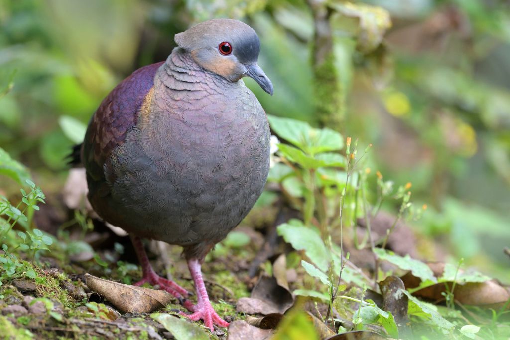 Crested Quail-Dove on the forest