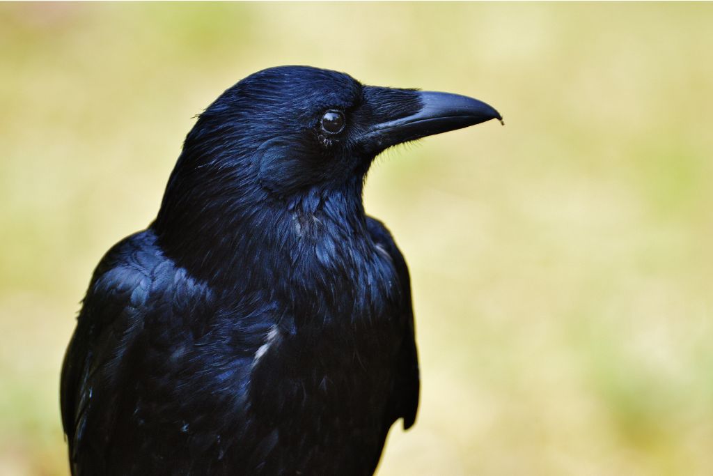 close up look of a Crow on a blurry background