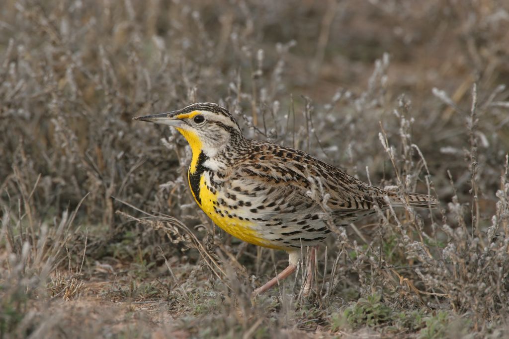Eastern and Western Meadowlark standing on the grass in the wild