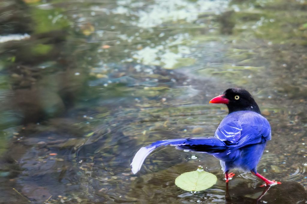 Formosan Blue Magpie on a stream