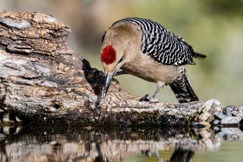 Gila Woodpecker drinking water from the stream
