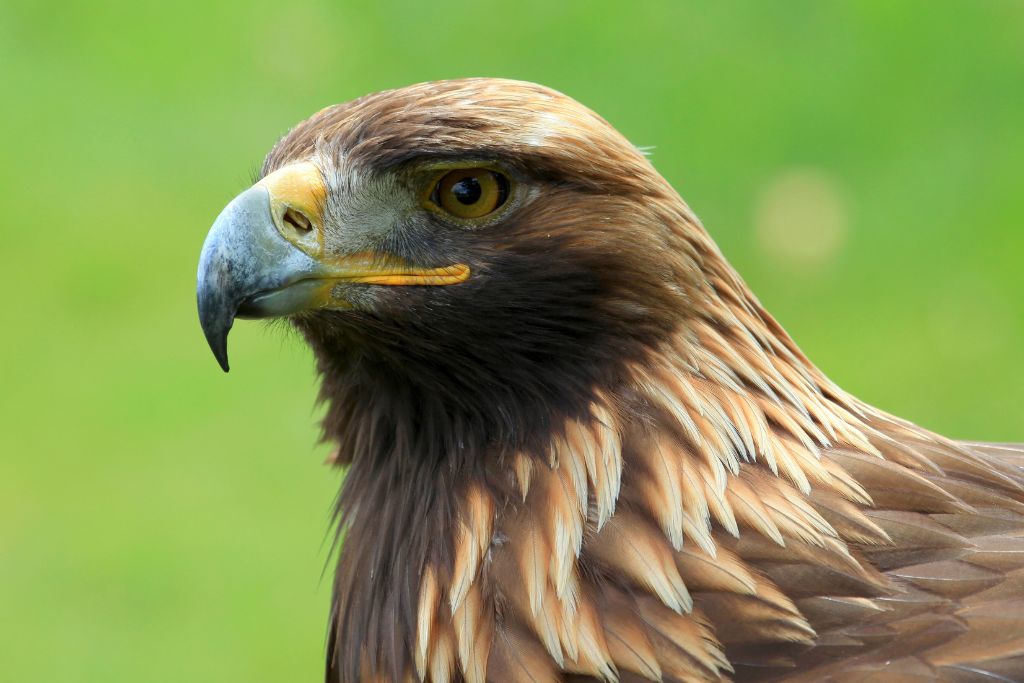the portrait of Golden Eagle