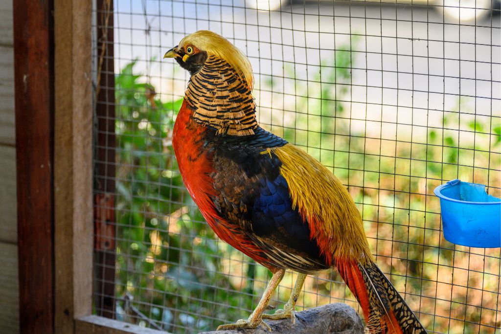 Golden Pheasant standing on a wooden rod inside a cage