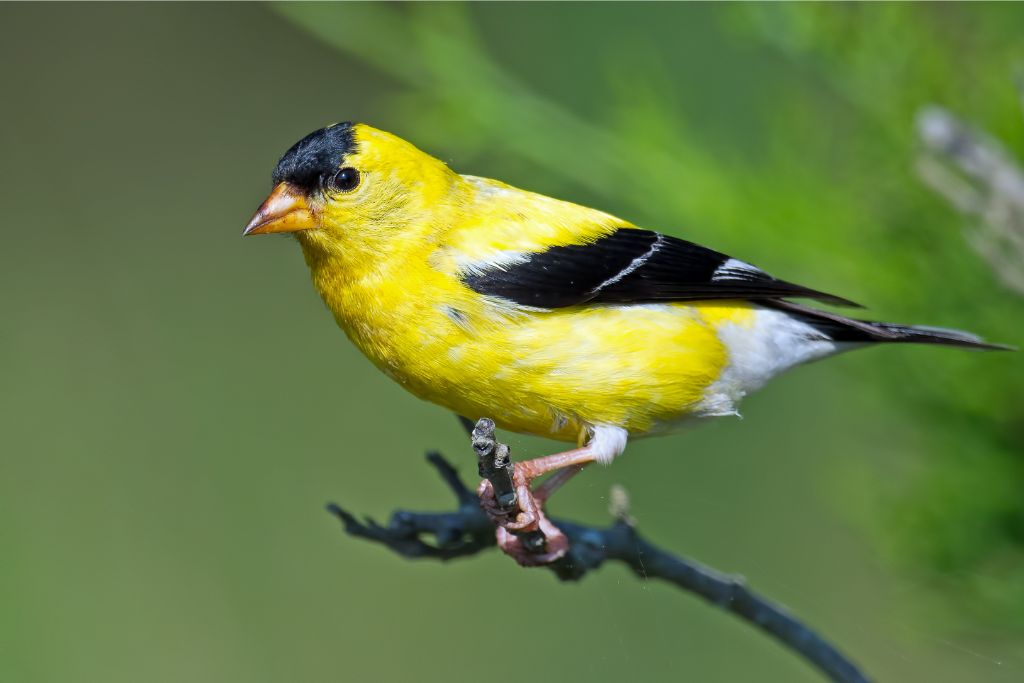 Goldfinch standing on a tree branch in the wild
