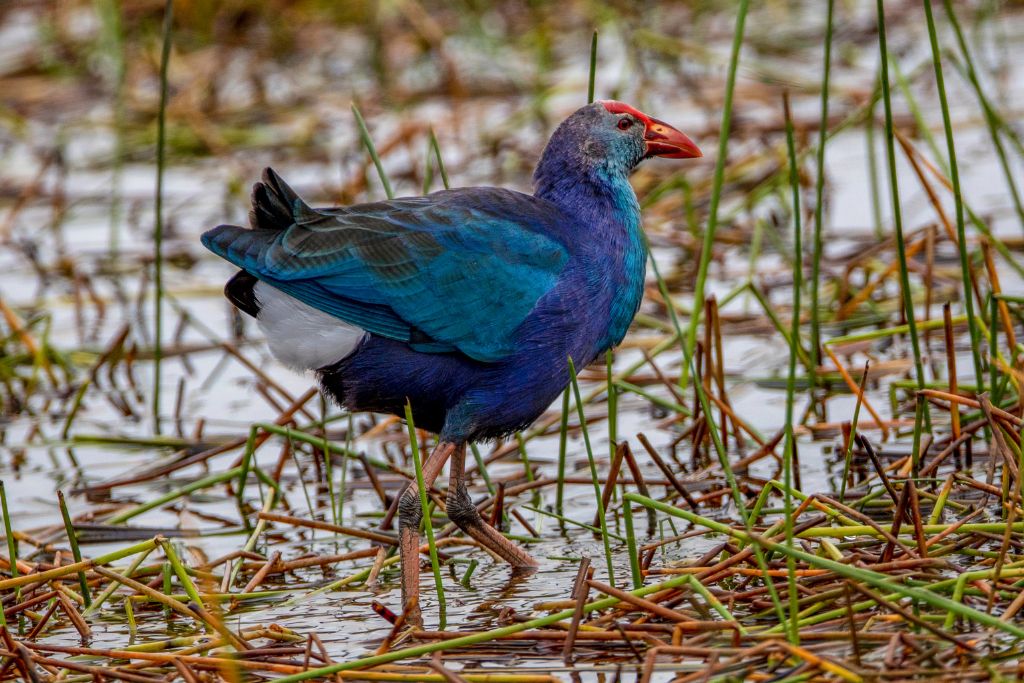 Gray-Headed Swamphen in a forest swamp