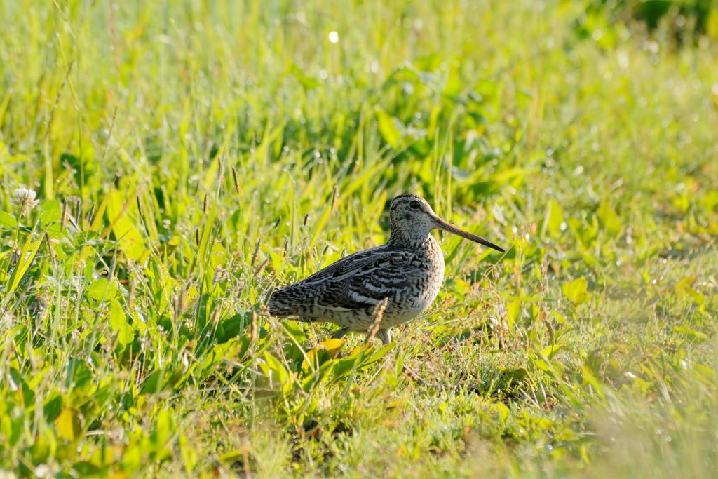 Great Snipe in dewy grasses