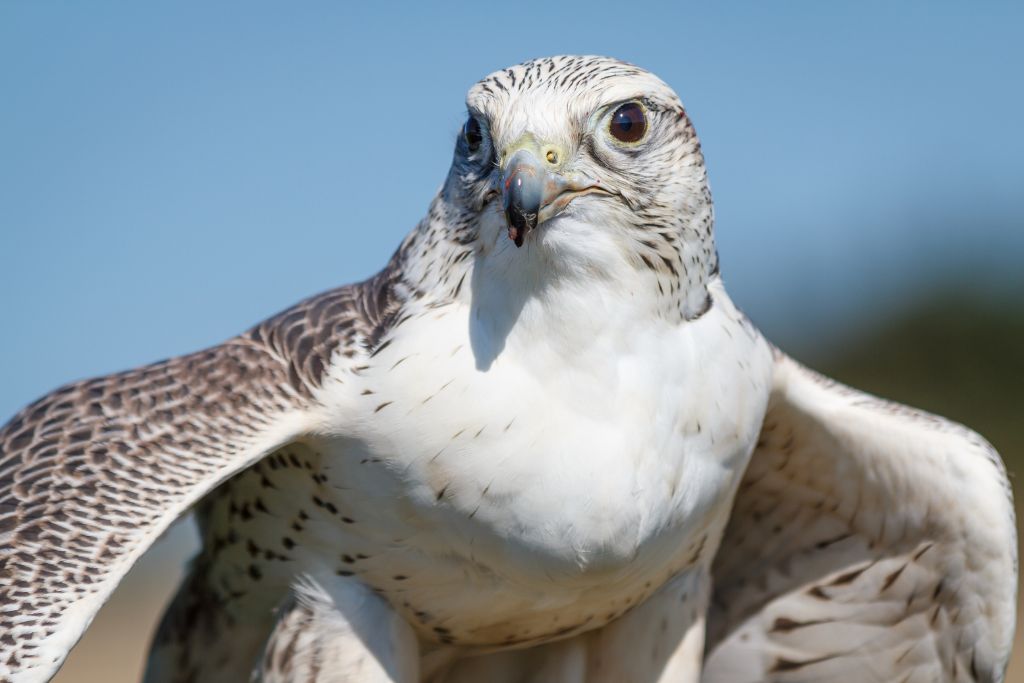 a Gyrfalcon flexing her wings