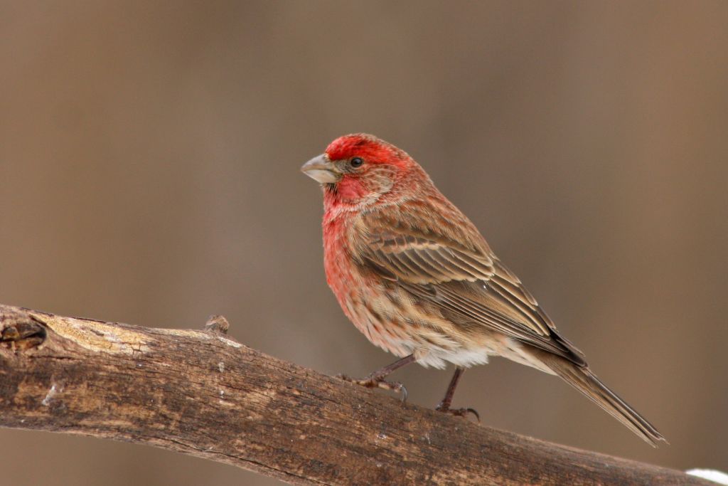 House Finch standing on a tree branch