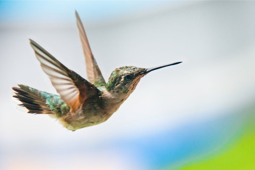 flying Hummingbird on a blurred background