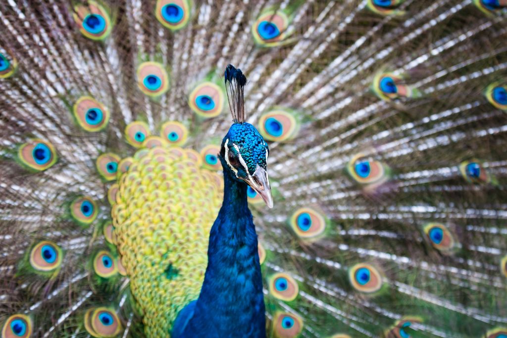an Indian Peacock displaying his colorful feathers
