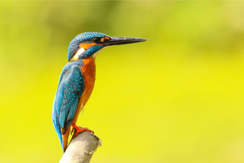 Kingfisher standing on a tree branch
