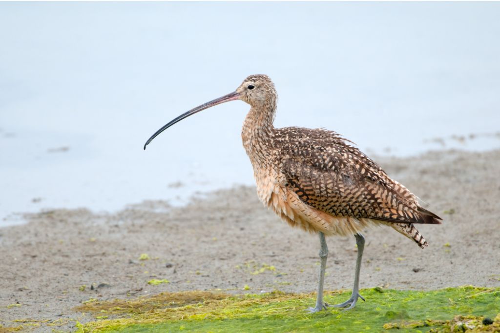 Long-Billed Curlew standing beside the lake