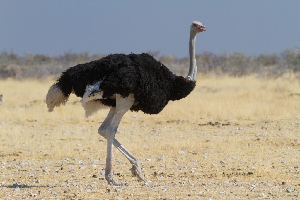 Ostrich walking in the desert