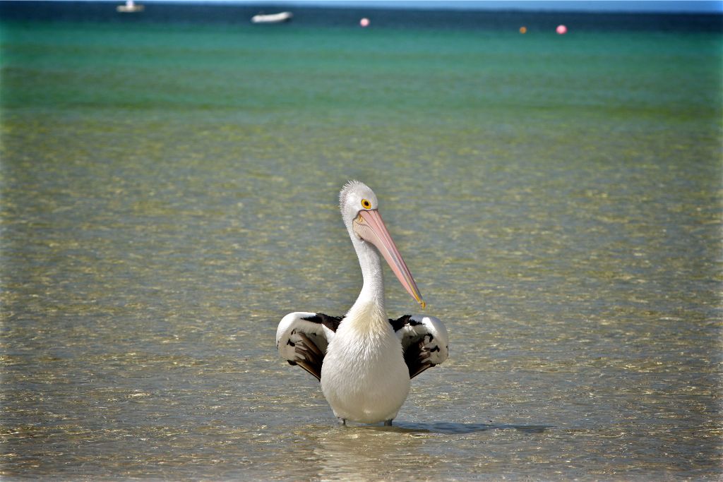 Pelican standing on sea shore