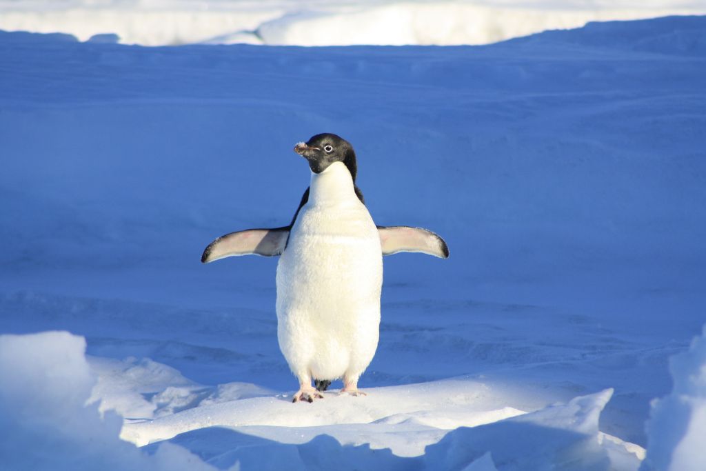 Penguin walking over in a snow