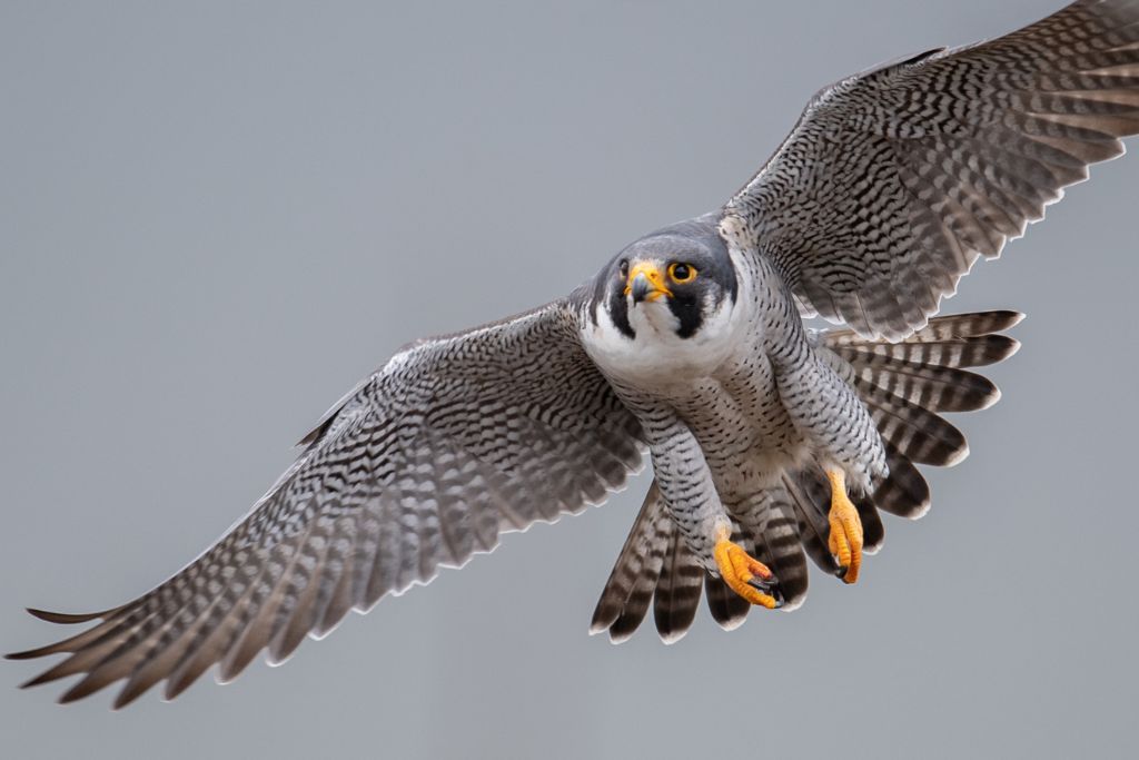 a flying Peregrine Falcon 
