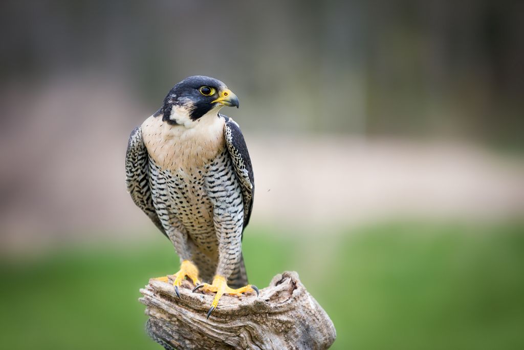 a Peregrine Falcon sitting on a branch of tree