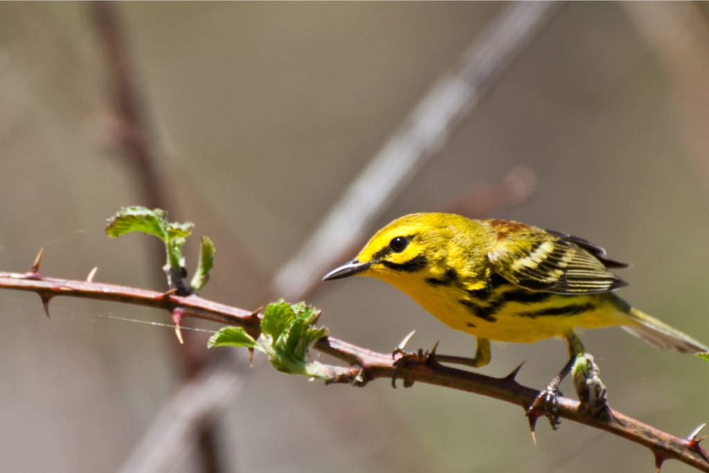 Prairie Warbler standing on a tree branch in the wild