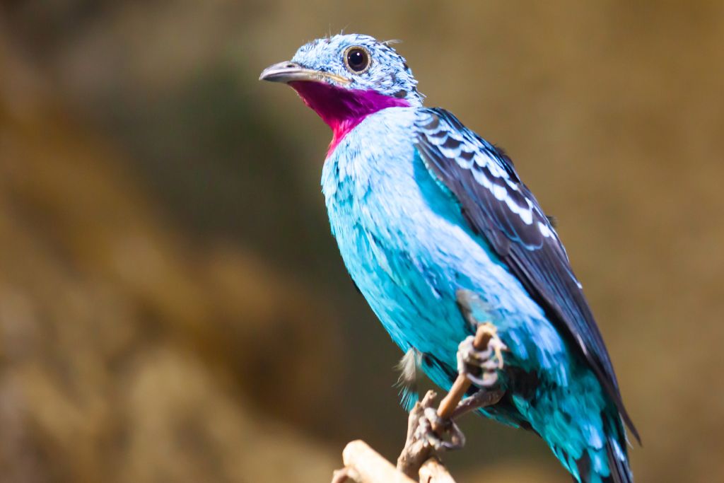 a Purple-Breasted Cotinga sitting on a branch of tree