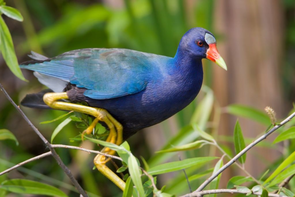 a Purple Gallinule on a forest