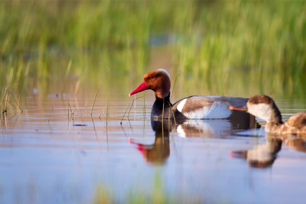 Red-Crested Pochard swimming on the lake
