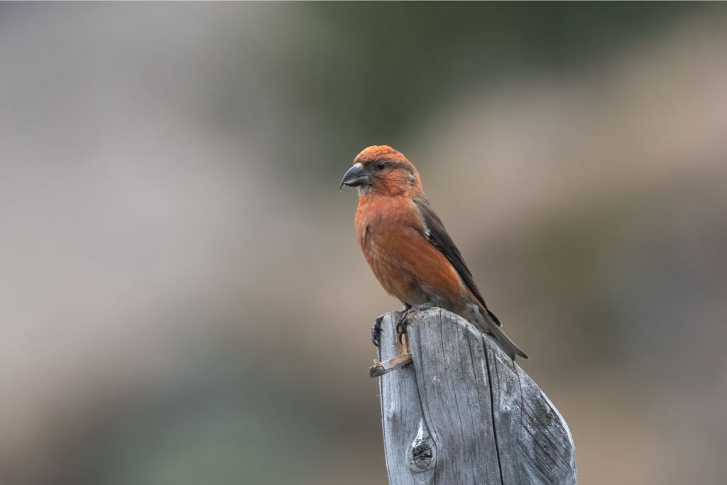 Red Crossbill on a wooden pole