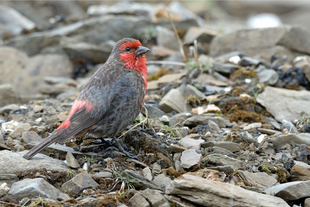 Red-Fronted Rosefinch standing on the ground