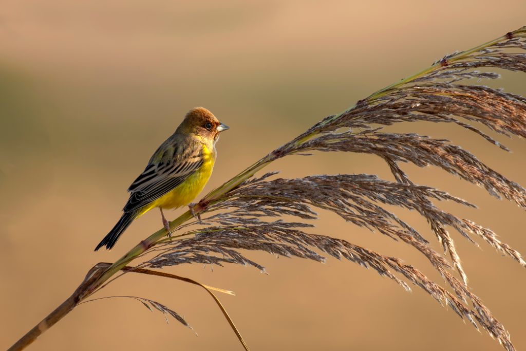 Red-Headed Bunting standing on grain plant