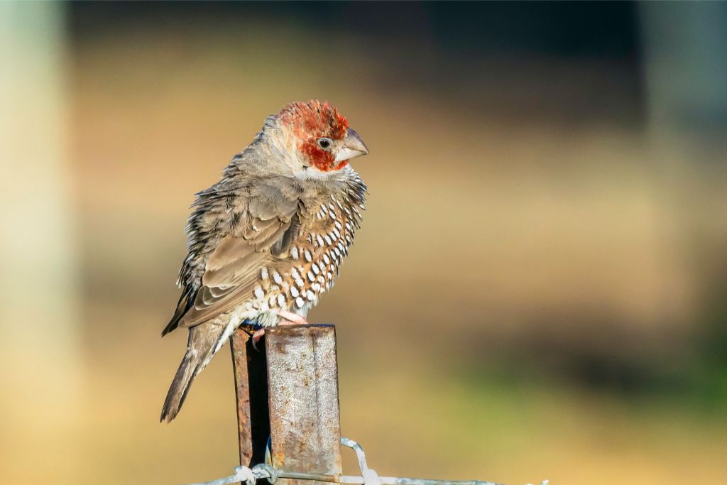 Red-Headed Finch sitting on a metal fence
