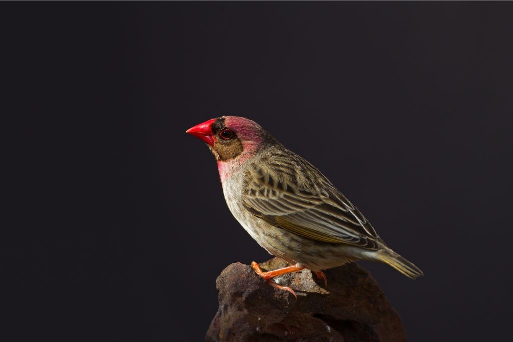 Red-Headed Quelea standing on a rock on a dark background