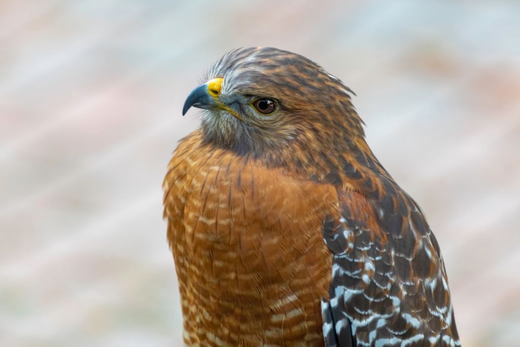 a close up photo of Red-Shouldered Hawk