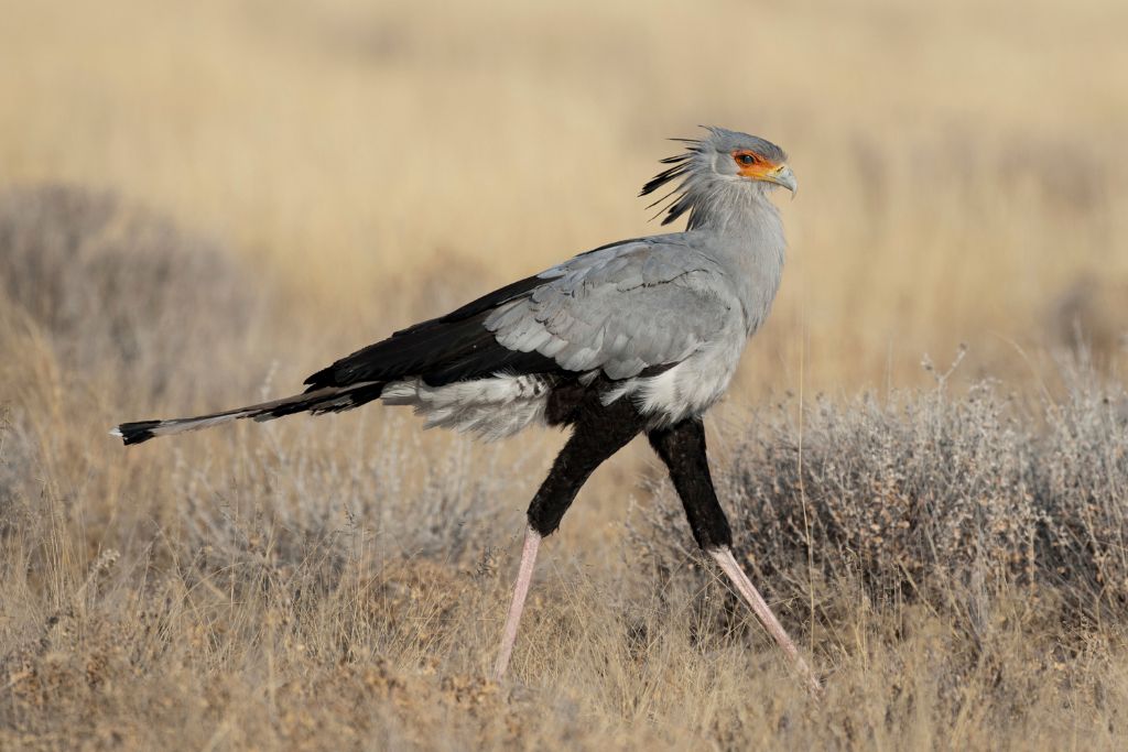 Secretary Bird walking over in a dried grassland