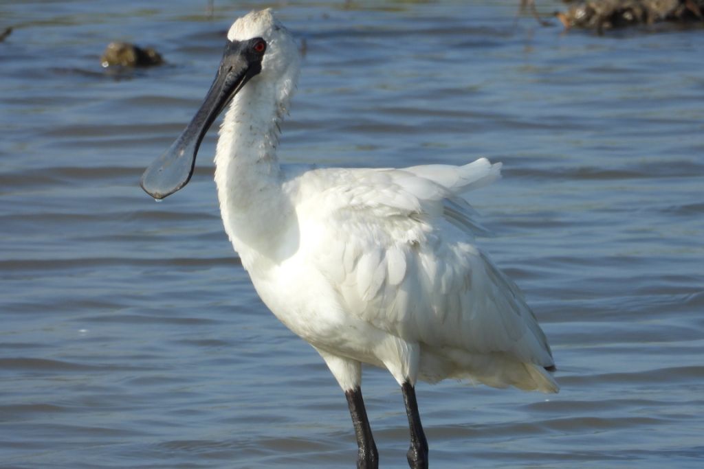 Spoonbill standing on the lake