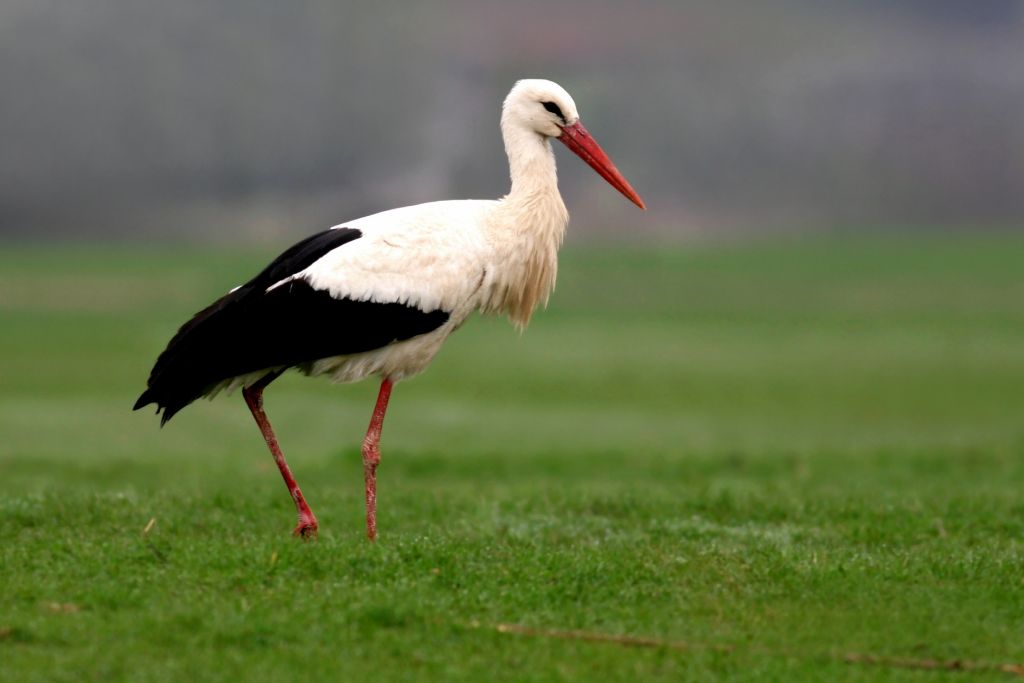 Stork walking on a grassy field
