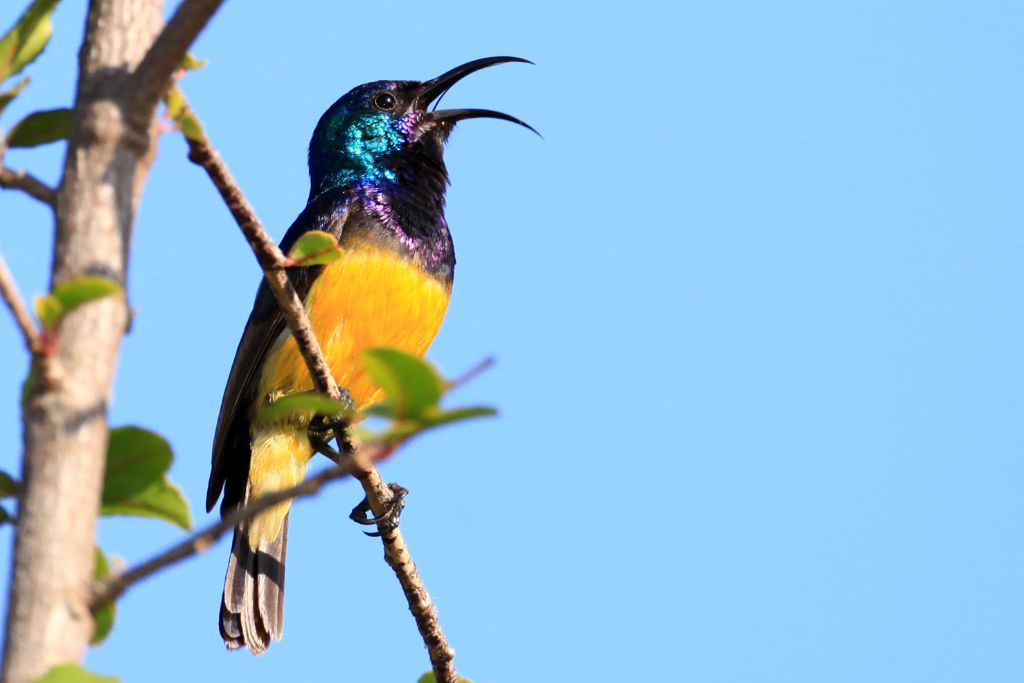 Sunbird on a tree branch while opening its mouth