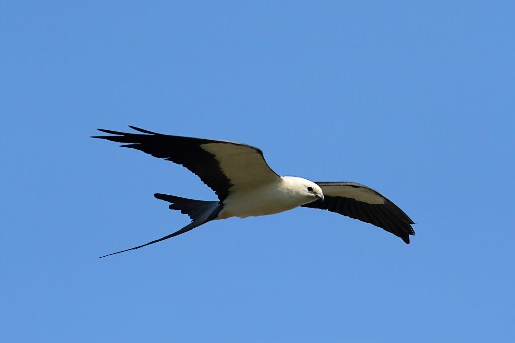 a flying Swallow-Tailed Kite