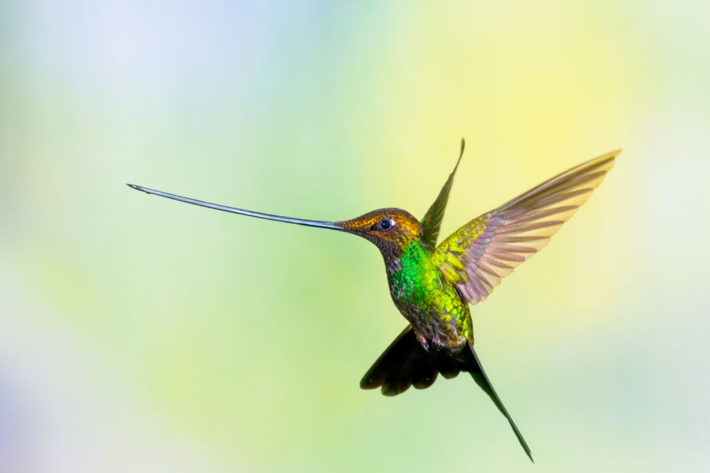 flying Sword-Billed Hummingbird on a blurred background