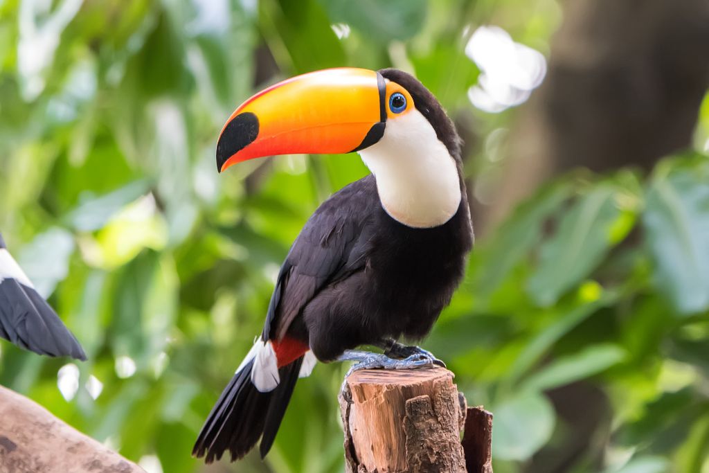 Toucan on a wood in the wild 