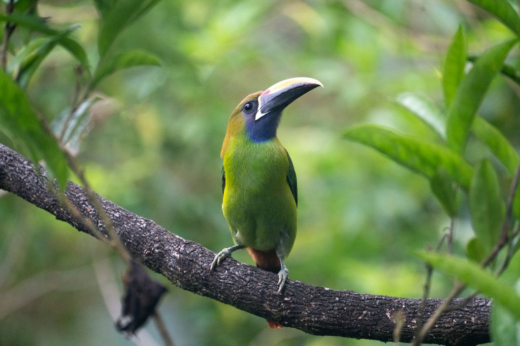 Toucanet standing on a tree branch in the wild