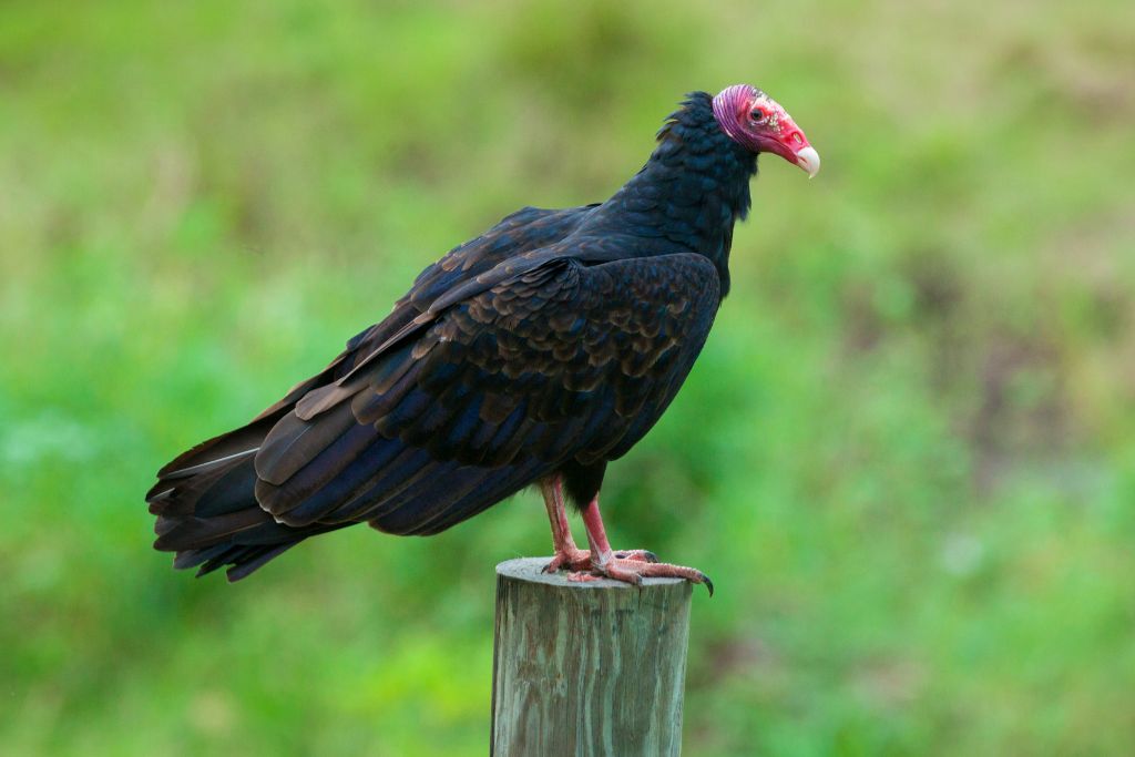 Turkey Vulture standing on a wood