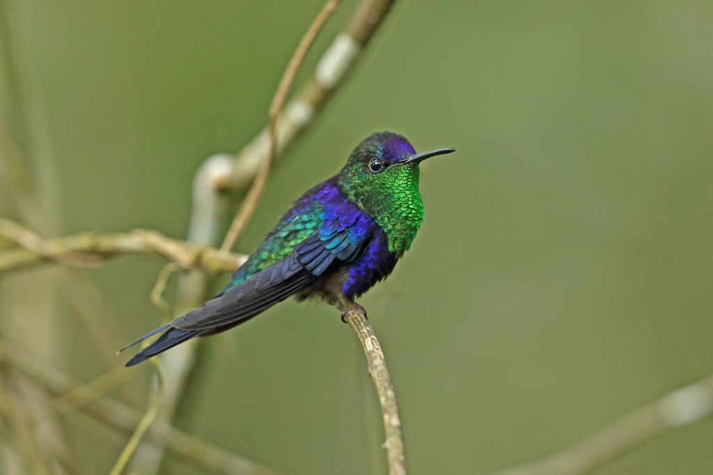 a Violet-Crowned Woodnymph on a twig