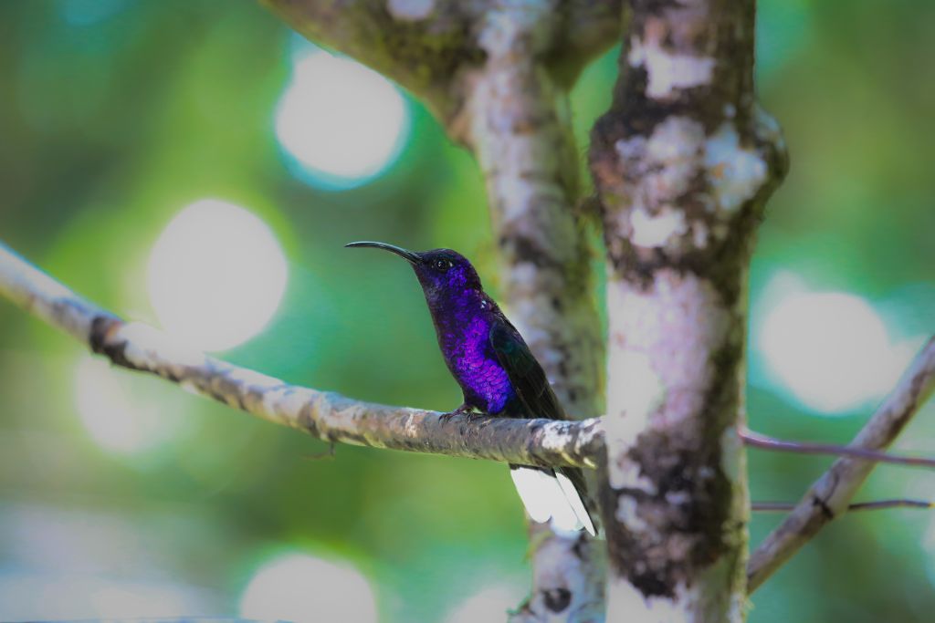 Violet Sabrewing sitting on a branch of tree