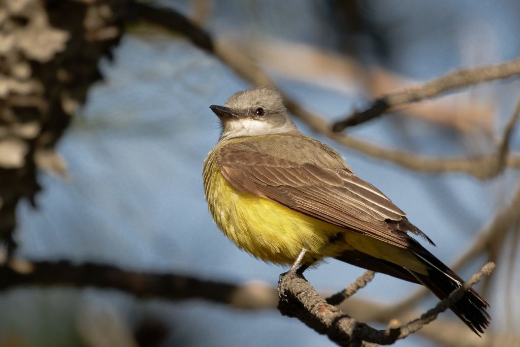 Western Kingbird standing on a tree branch in the wild