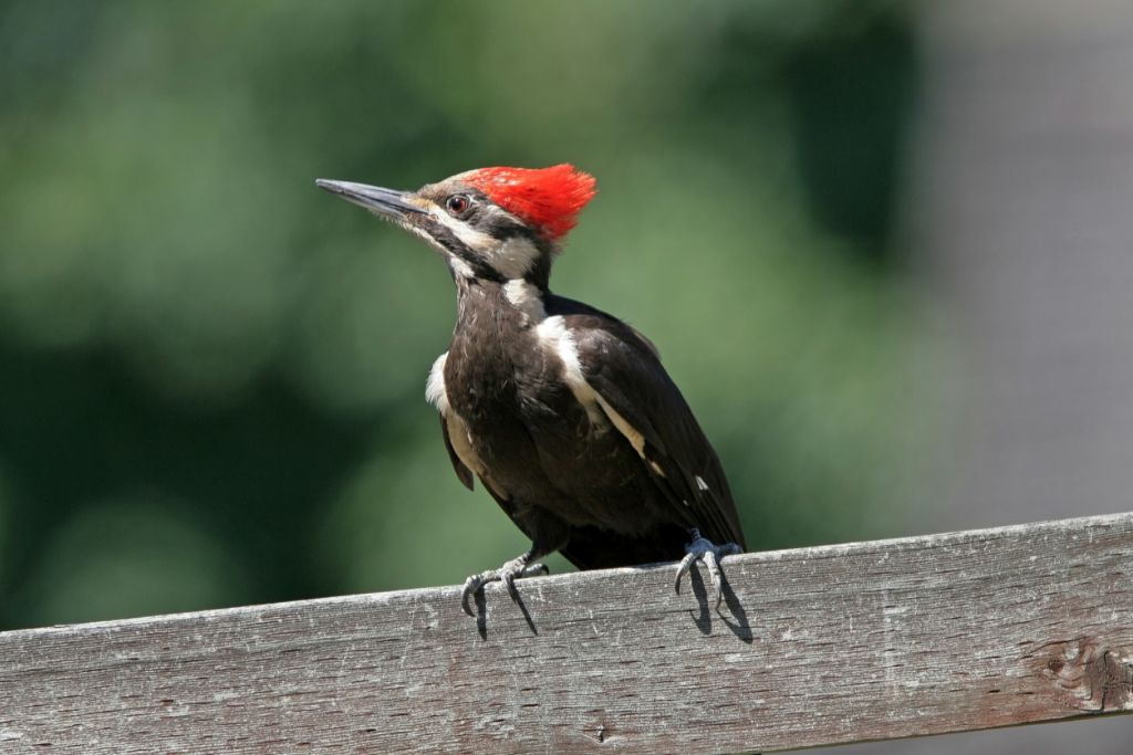Woodpecker standing on a wooden fence