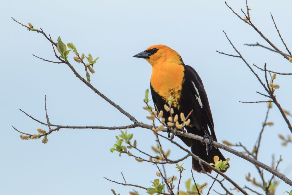 Yellow-Headed Blackbird standing on a tree branch in the wild