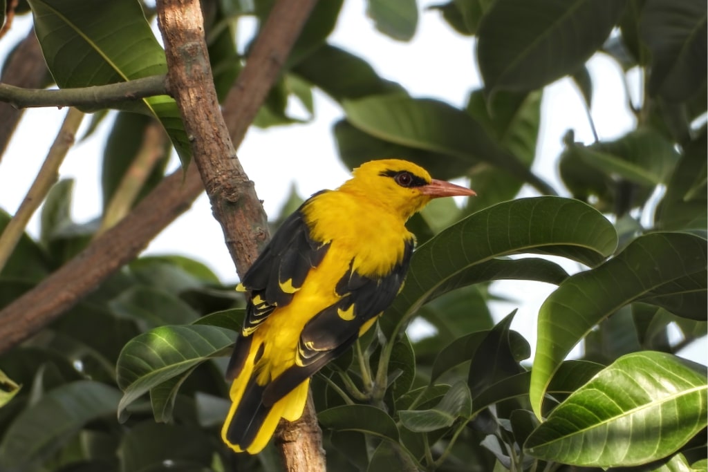 Yellow Oriole standing on a tree branch in the wild