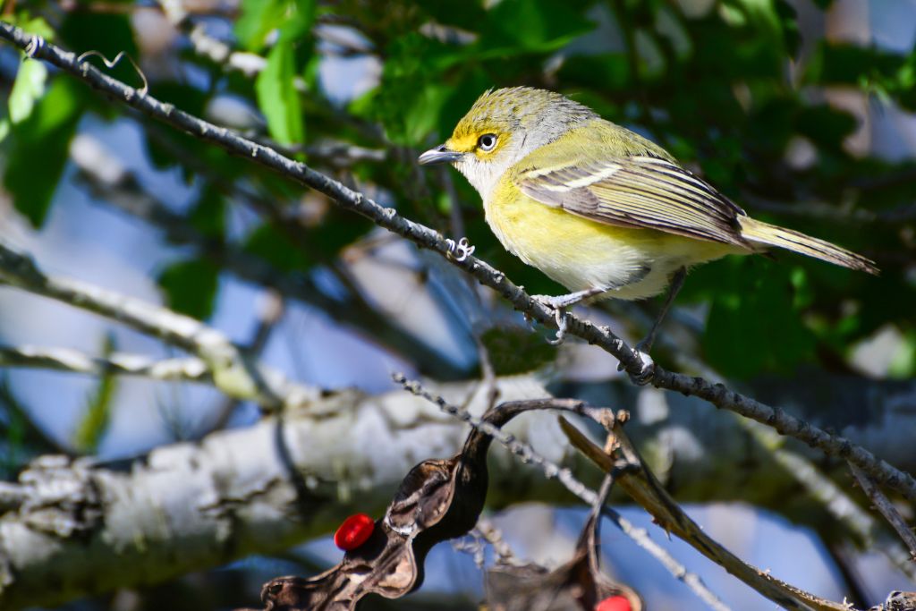 Yellow-Throated Vireo standing on a tree branch in the wild