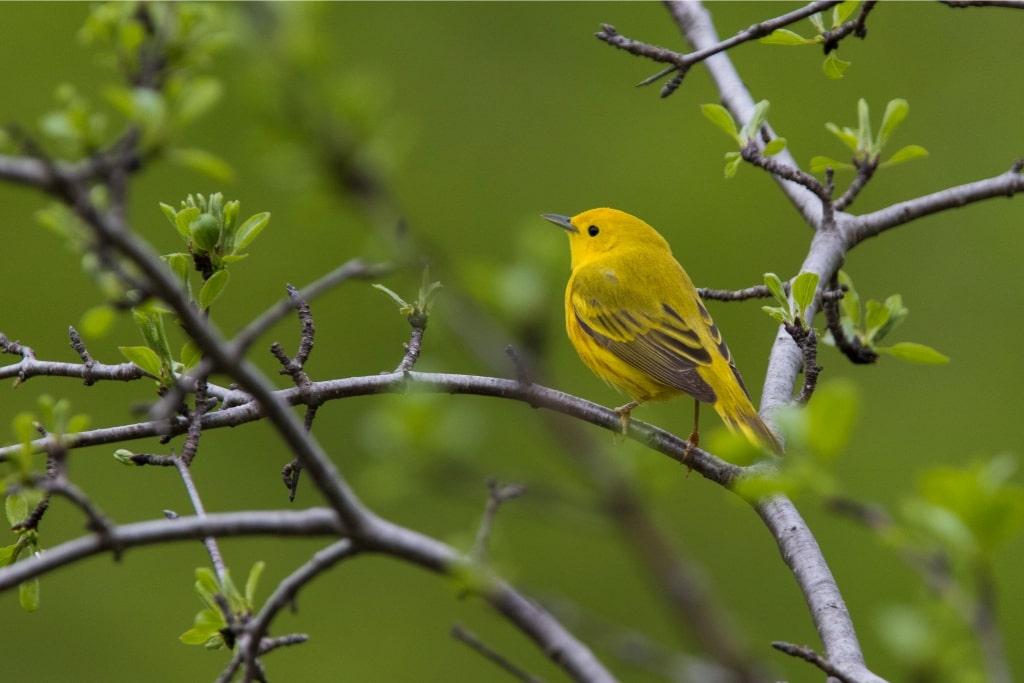 Yellow Warbler standing on a tree branch in the wild